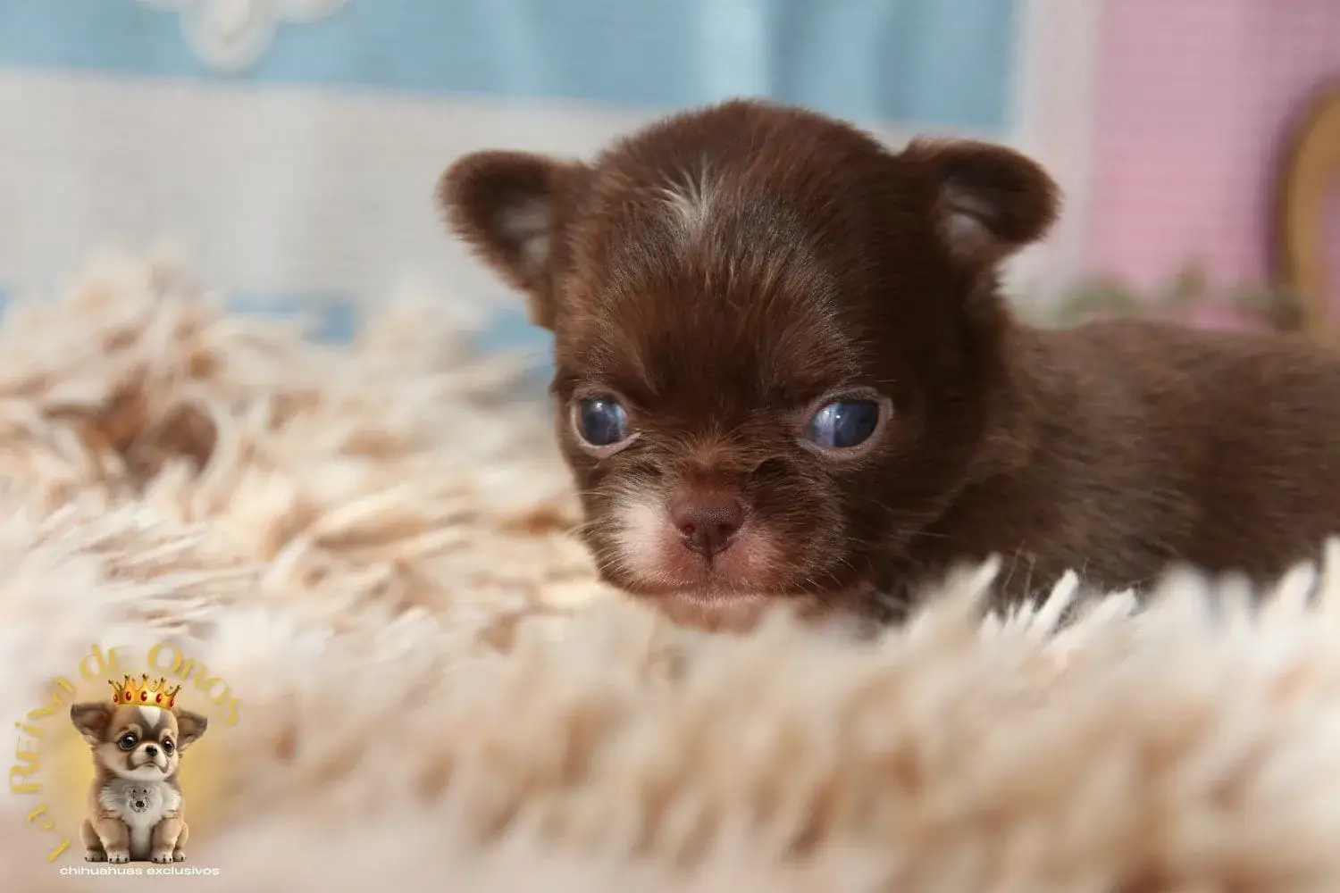 chihuahua toy pelo largo