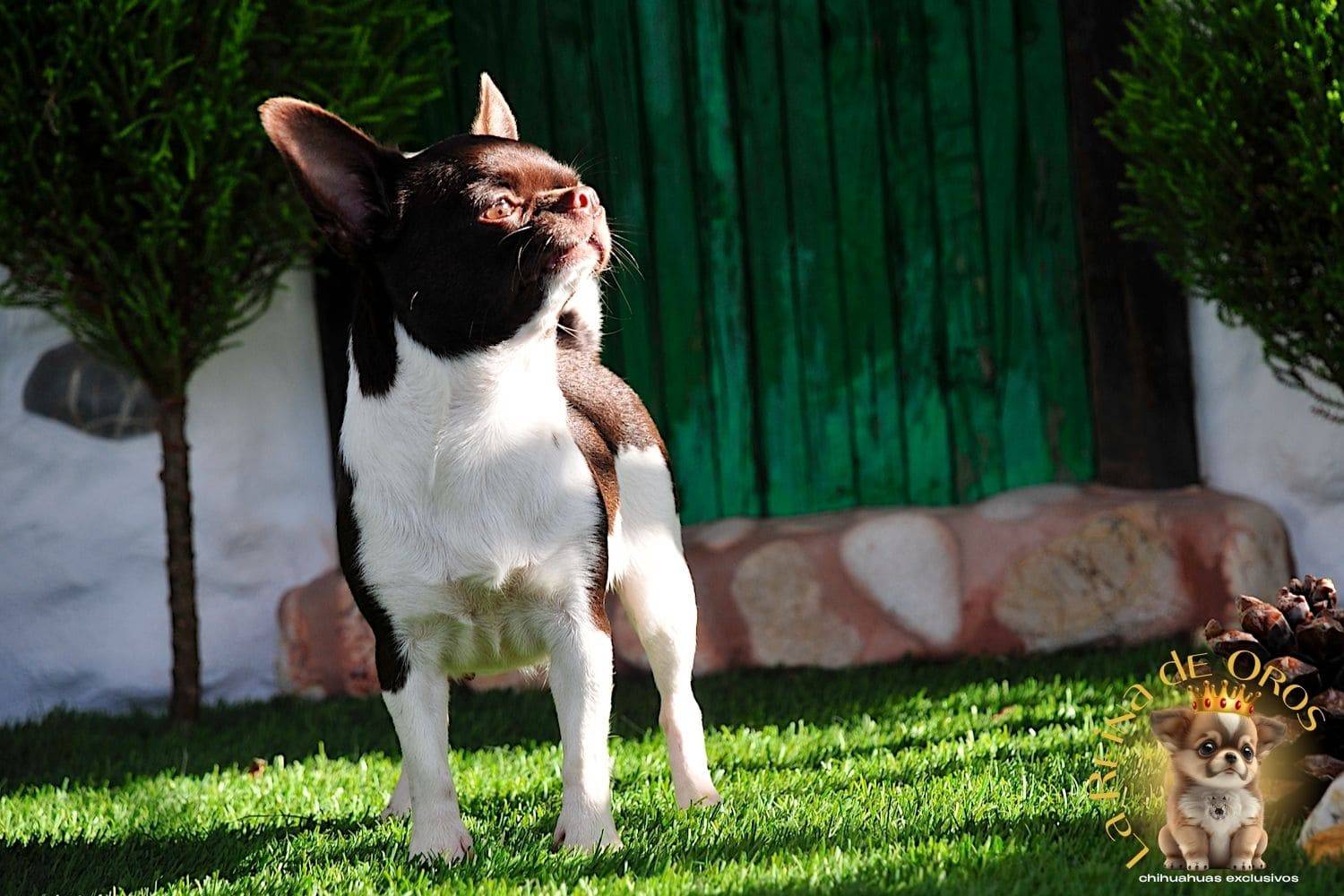 Hembra Chihuahua Adulta Shah Little Puppy Infiniti 11 hembra chihuahua adulta shah Litte puppy infiniti pura raza