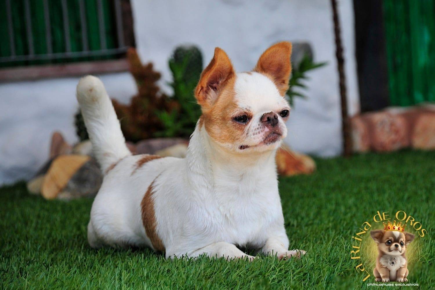 Hembra Chihuahua Adulta Perky end Kyurias Iz Tvoy Metchy 11 hembra-chihuahua-adulta-perki-endkiurias-iz tvoey-mechty