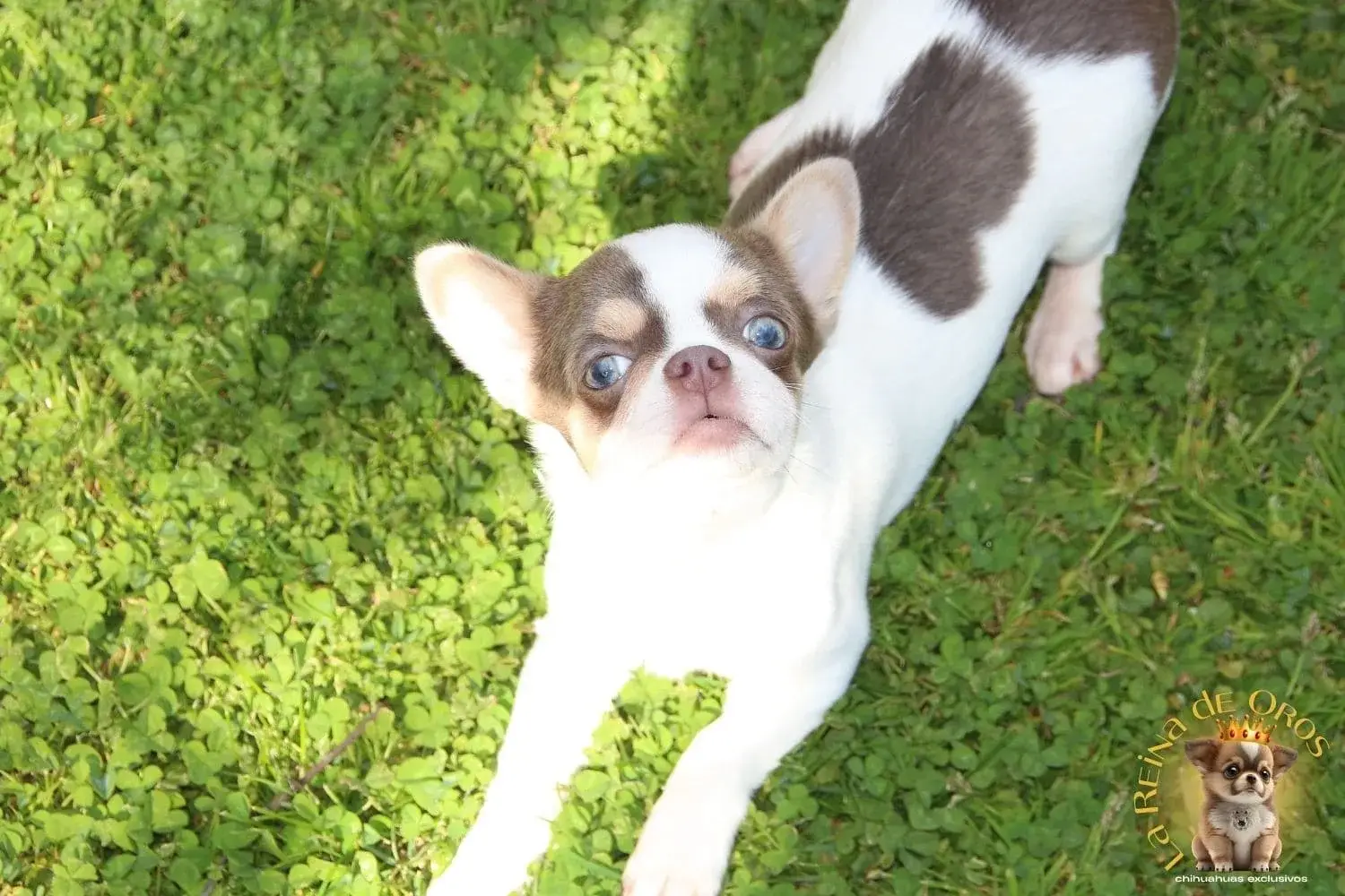 cachorro chihuahua olivier en el jardin