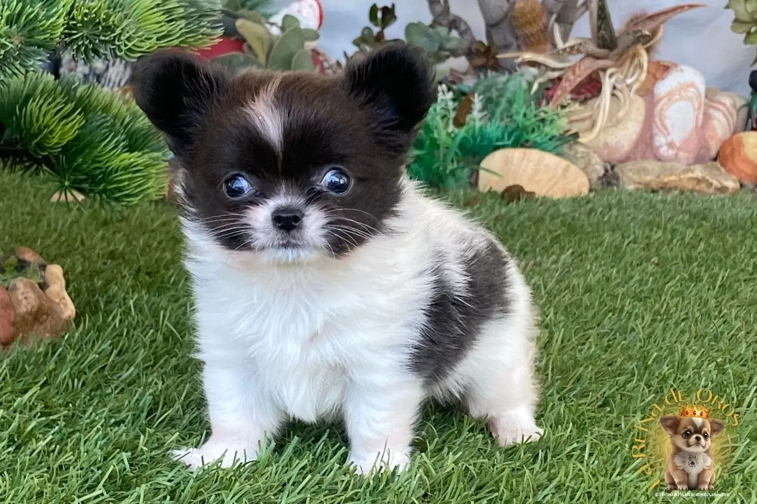 cachorro chihuahua pompom