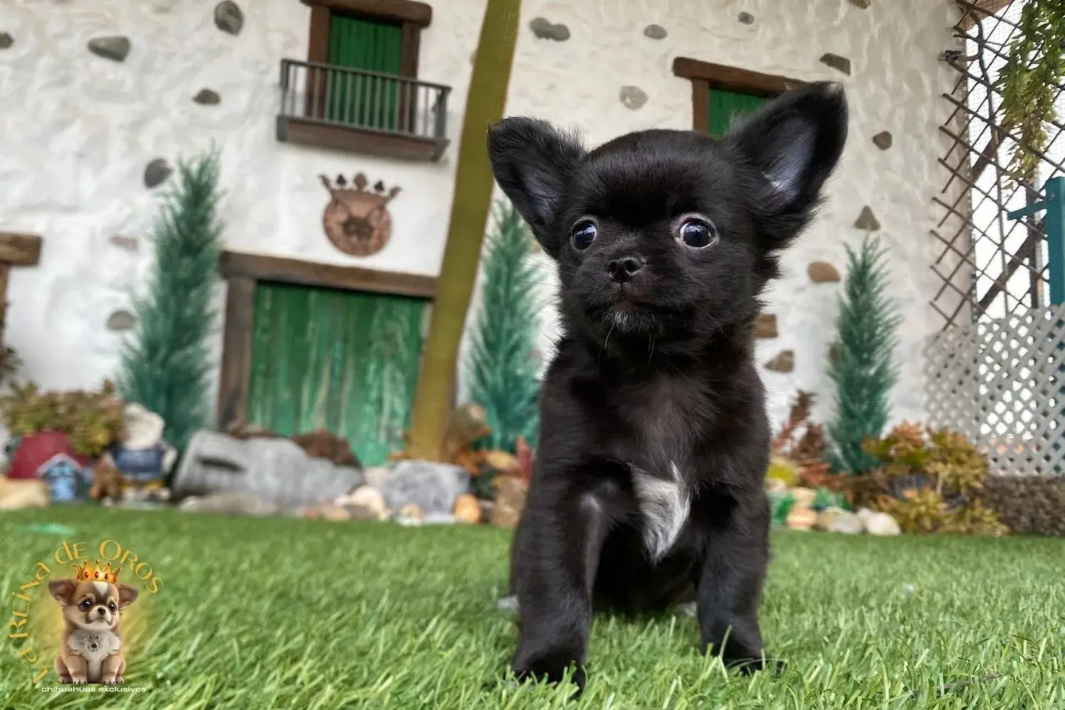 cachorro chihuahua con pedigree