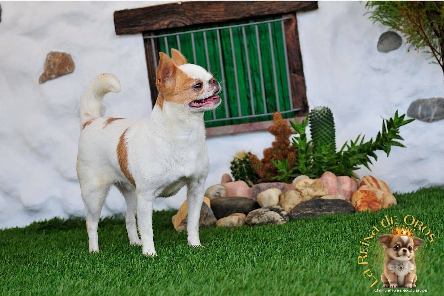 Hembra Chihuahua Adulta Perky end Kyurias Iz Tvoy Metchy 14 hembra-chihuahua-adulta-perki-endkiurias-iz tvoey-mechty-perros-chihuahua