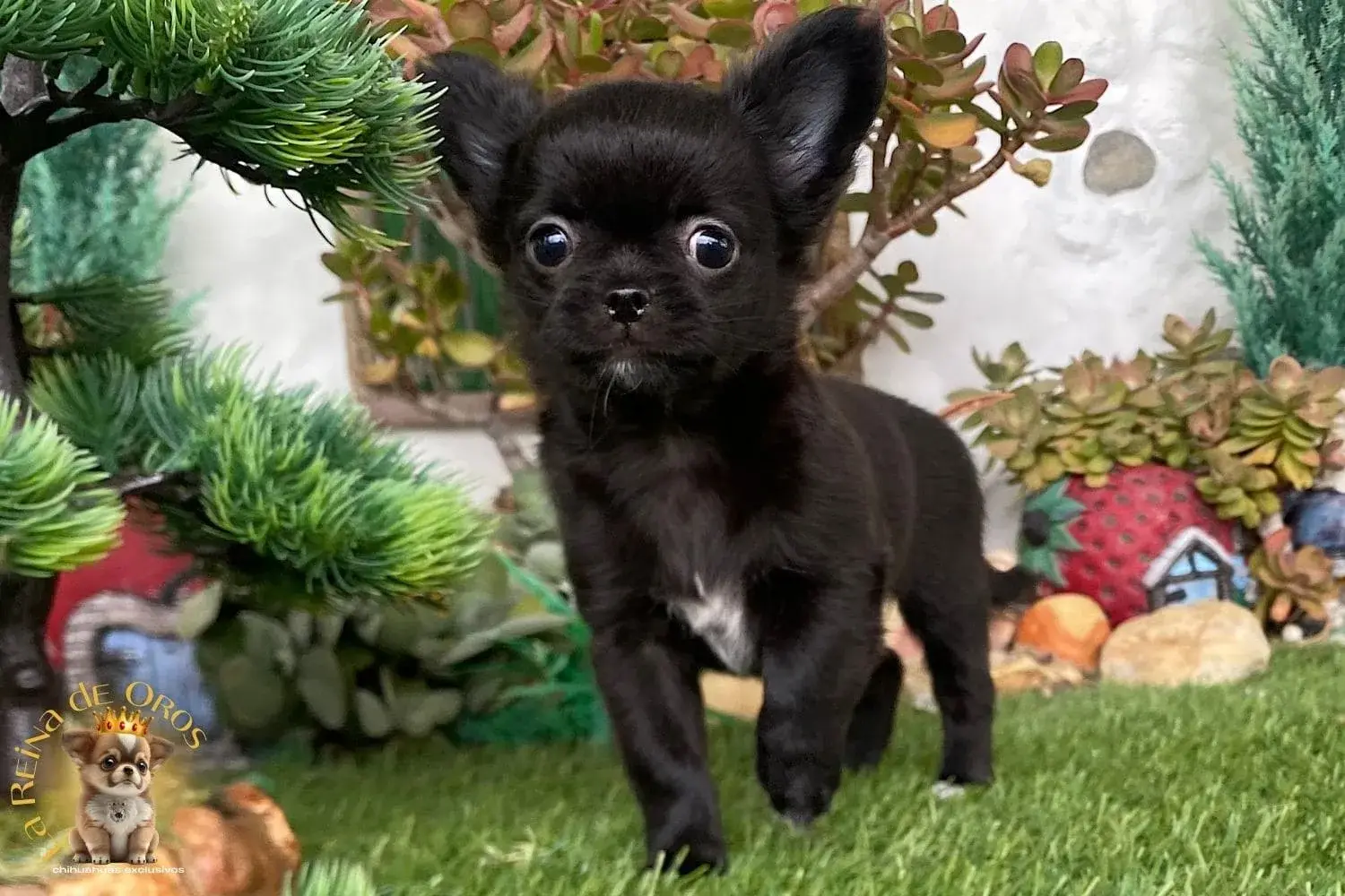 cachorro chihuahua esponjita morro corto