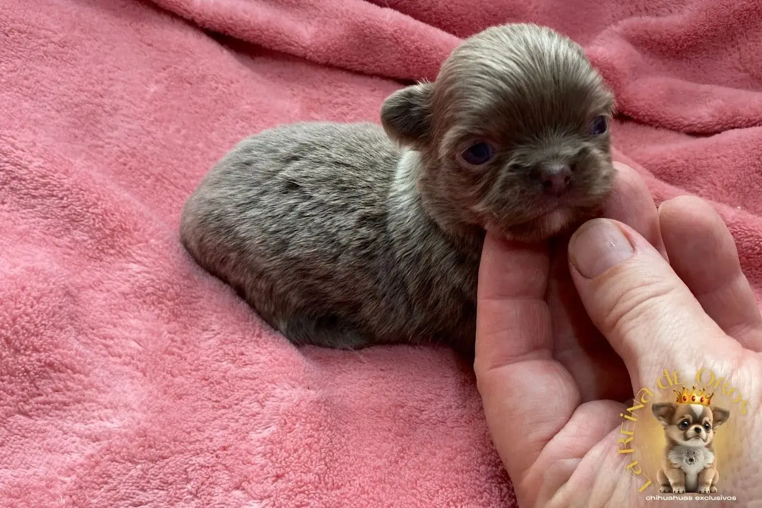 Cachorro Chihuahua Pluto de La Reina de Oros 11 cachorro-chihuahua-pluto-comprar-cachorros