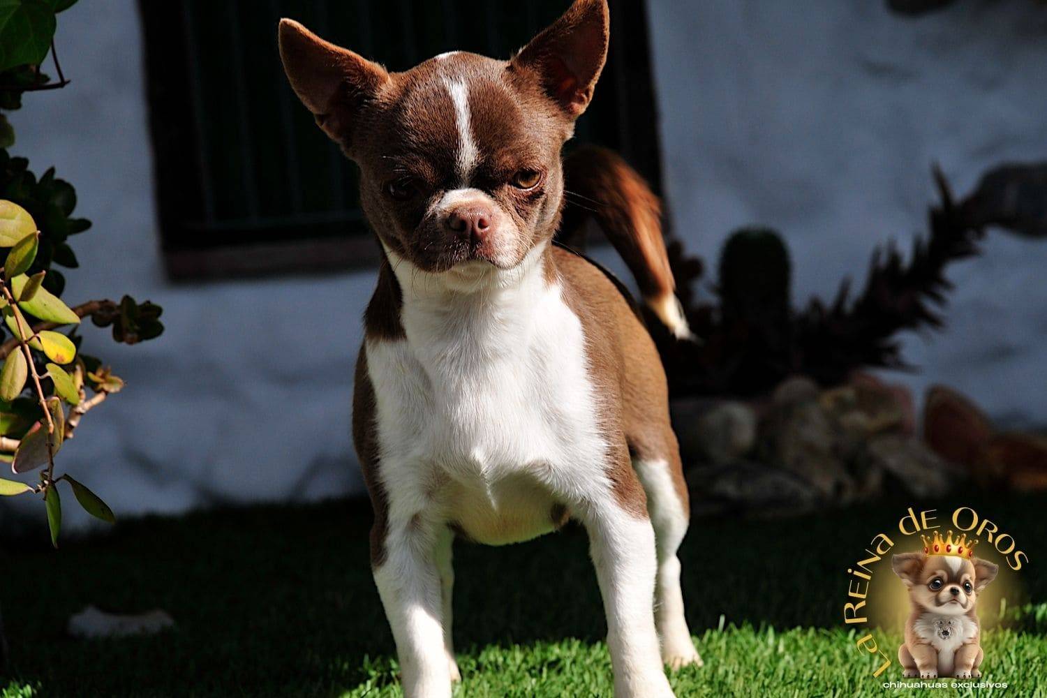Hembra Chihuahua Adulta Tizona de La Reina de Oros 10 hembra-chihuahua-adulta-tizona-cuerpo-compacto
