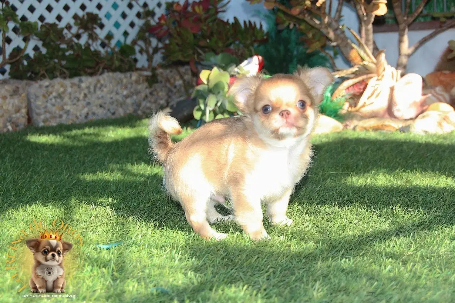 cachorro chihuahua mini