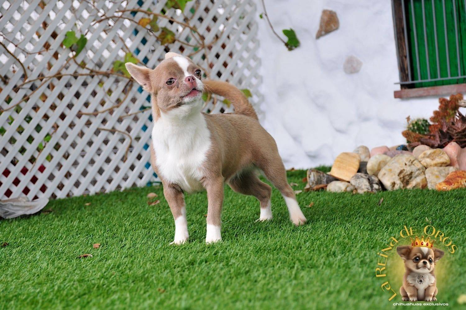Nuestros Chihuahuas Adultos: Machos y Hembras del Criadero⭐ 7 hembra-chihuahua-color-lila-blanco-lia-I-de-la-reina-de-oros-adulta