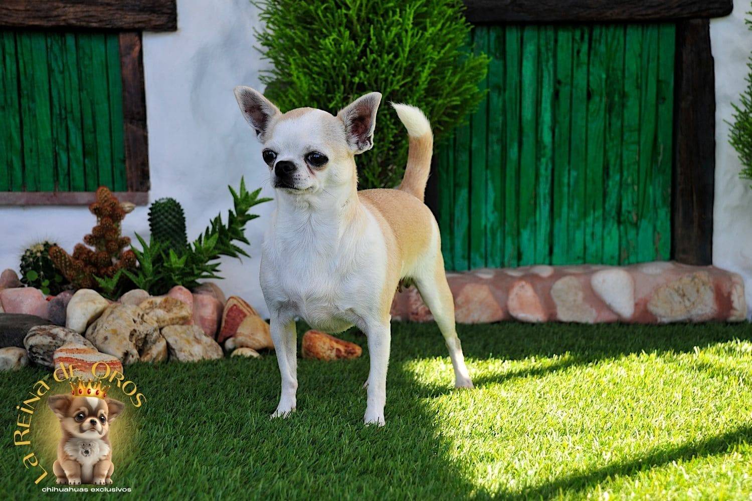 Hembra Chihuahua Adulta Holly Samedino 3 hembra-chihuahua-adulta-holly-samedino-beig-y-blanco