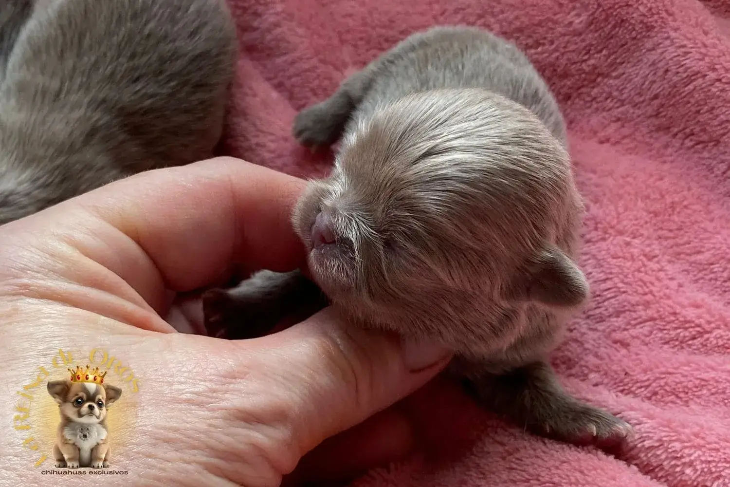 Cachorro Chihuahua Pluto de La Reina de Oros 9 cachorro-chihuahua-reservado-pluto
