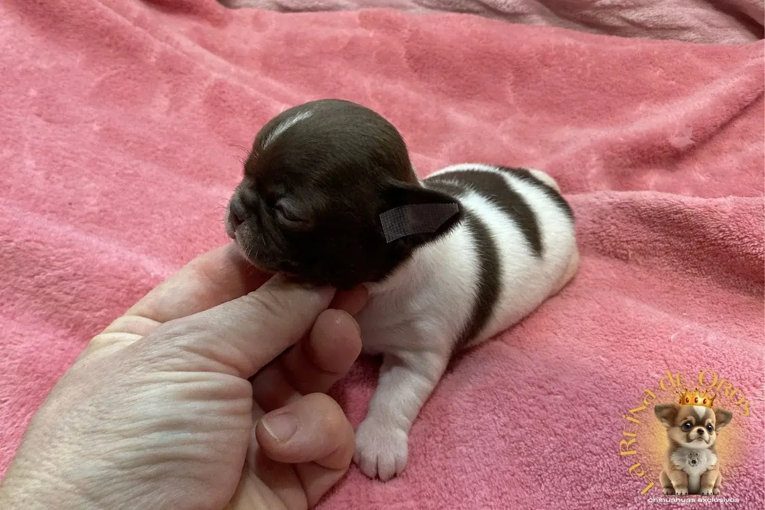 Cachorro Chihuahua Candy de La Reina de Oros 9 cachorro-chihuahua-candy-comprar