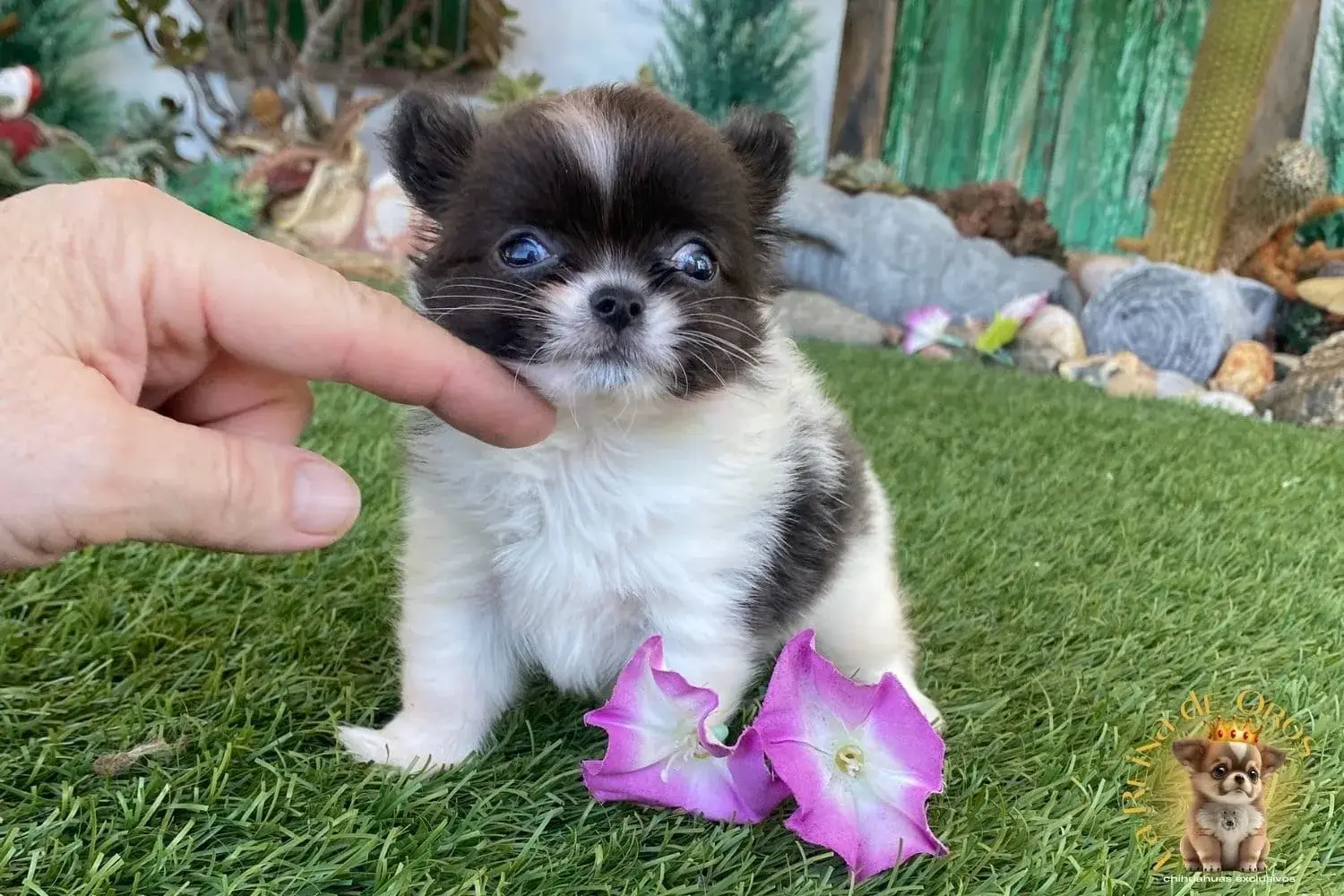 hembra chihuahua pompom