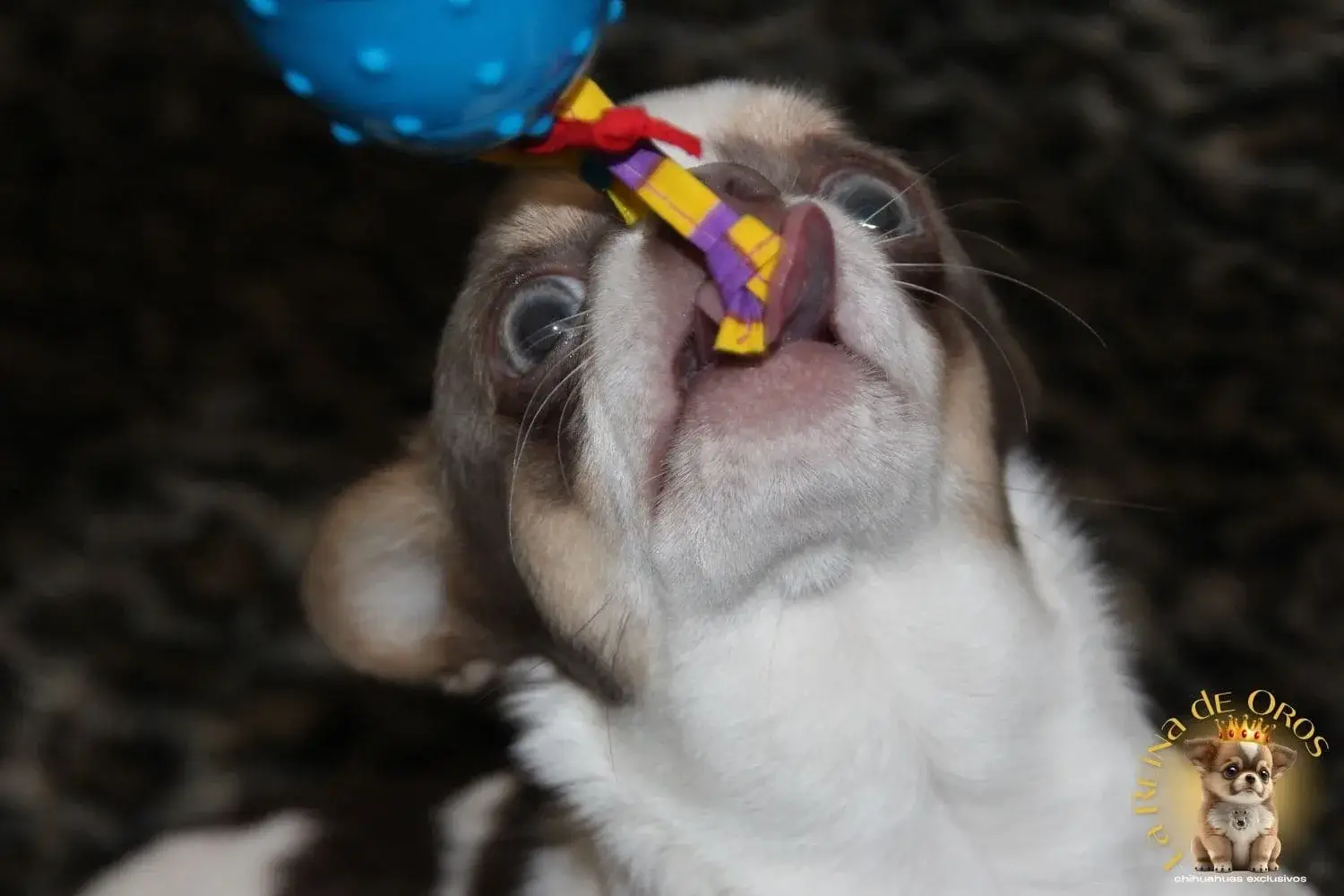 cachorro chihuahua de la reina oros