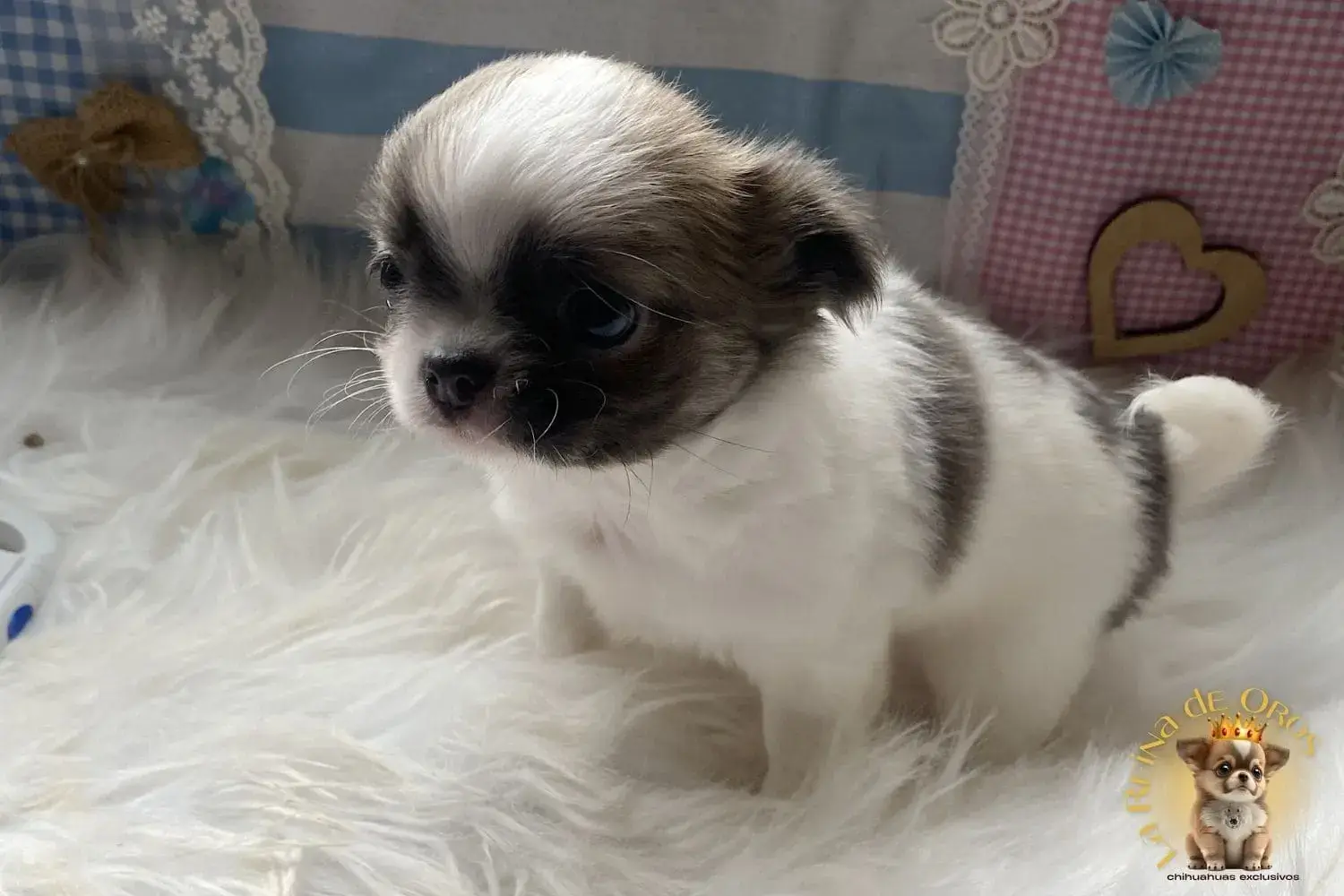 cachorro chihuahua pelusa pelo largo hembra