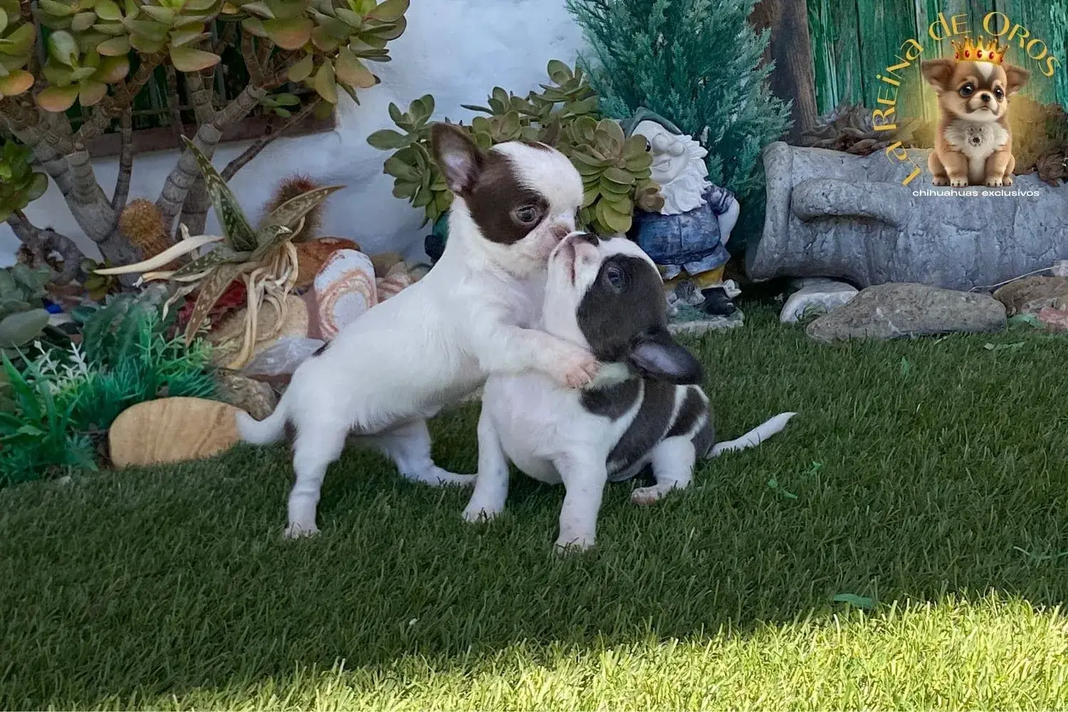 cachorro chihuahua jazmin jugando