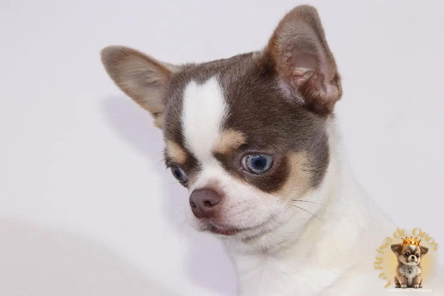 cachorro chihuahua olivier la reina de oros