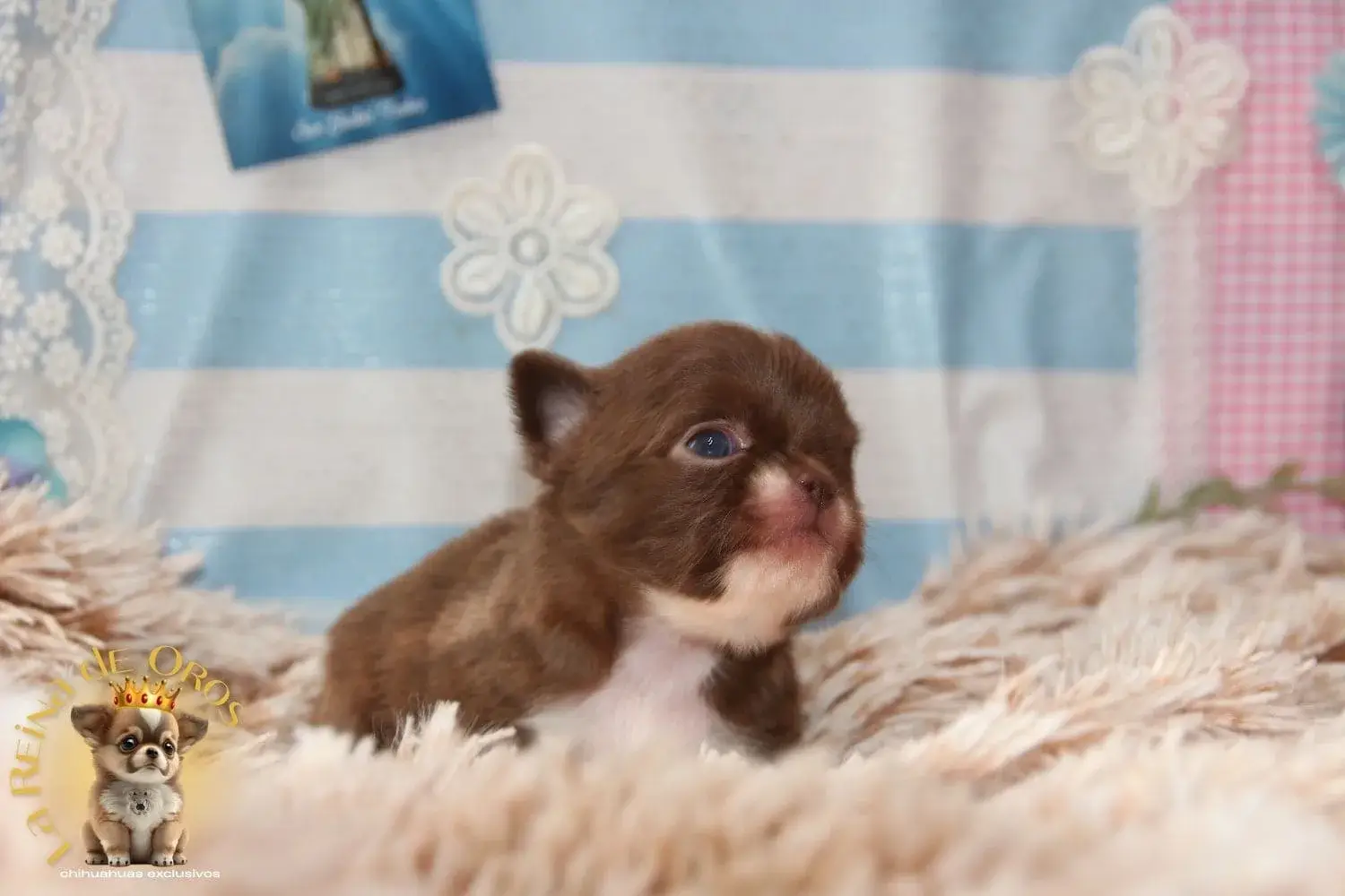 chihuahuas pequeños