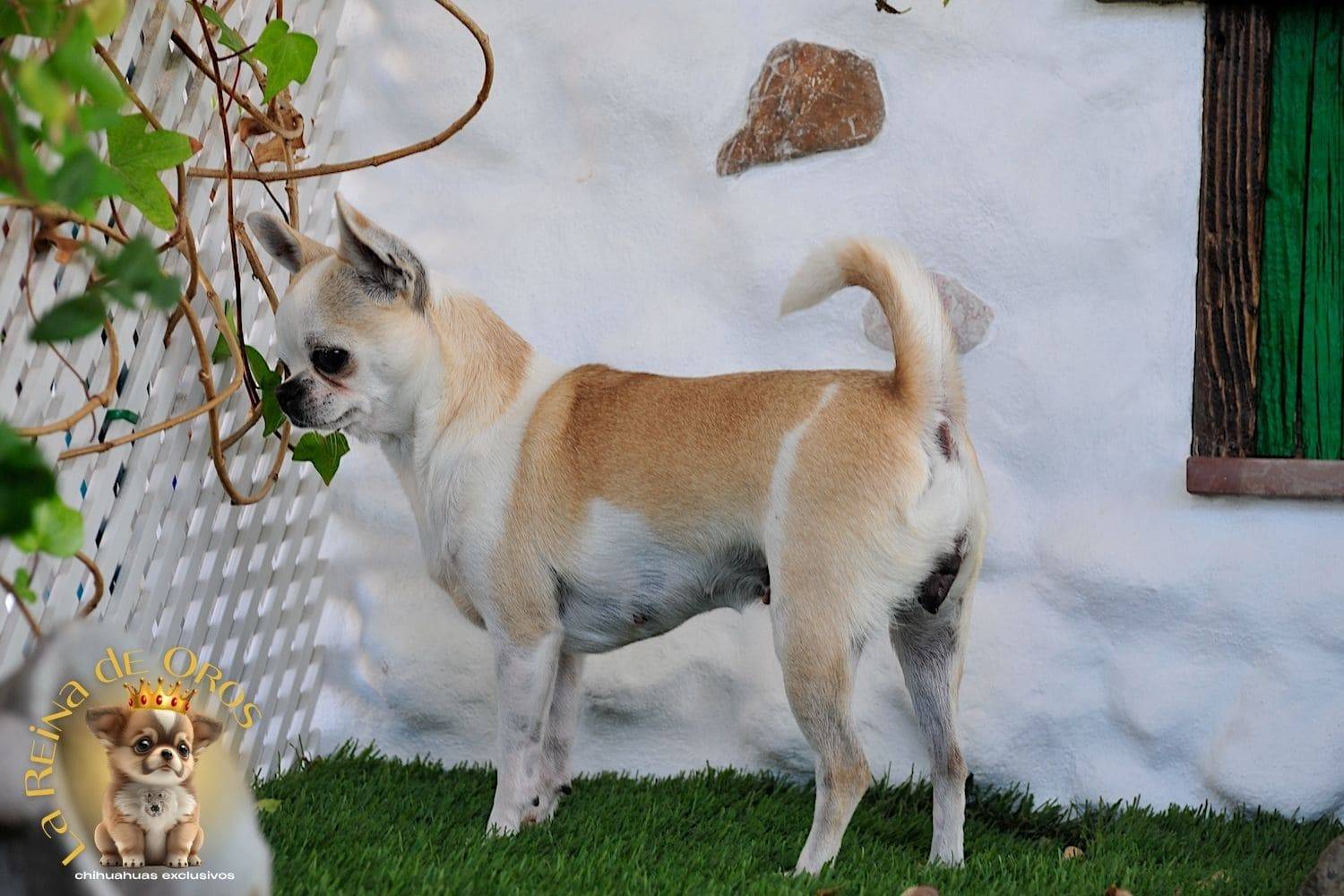 Hembra Chihuahua Adulta Holly Samedino 5 hembra-chihuahua-adulta-holly-samedino-perros-chihuahua