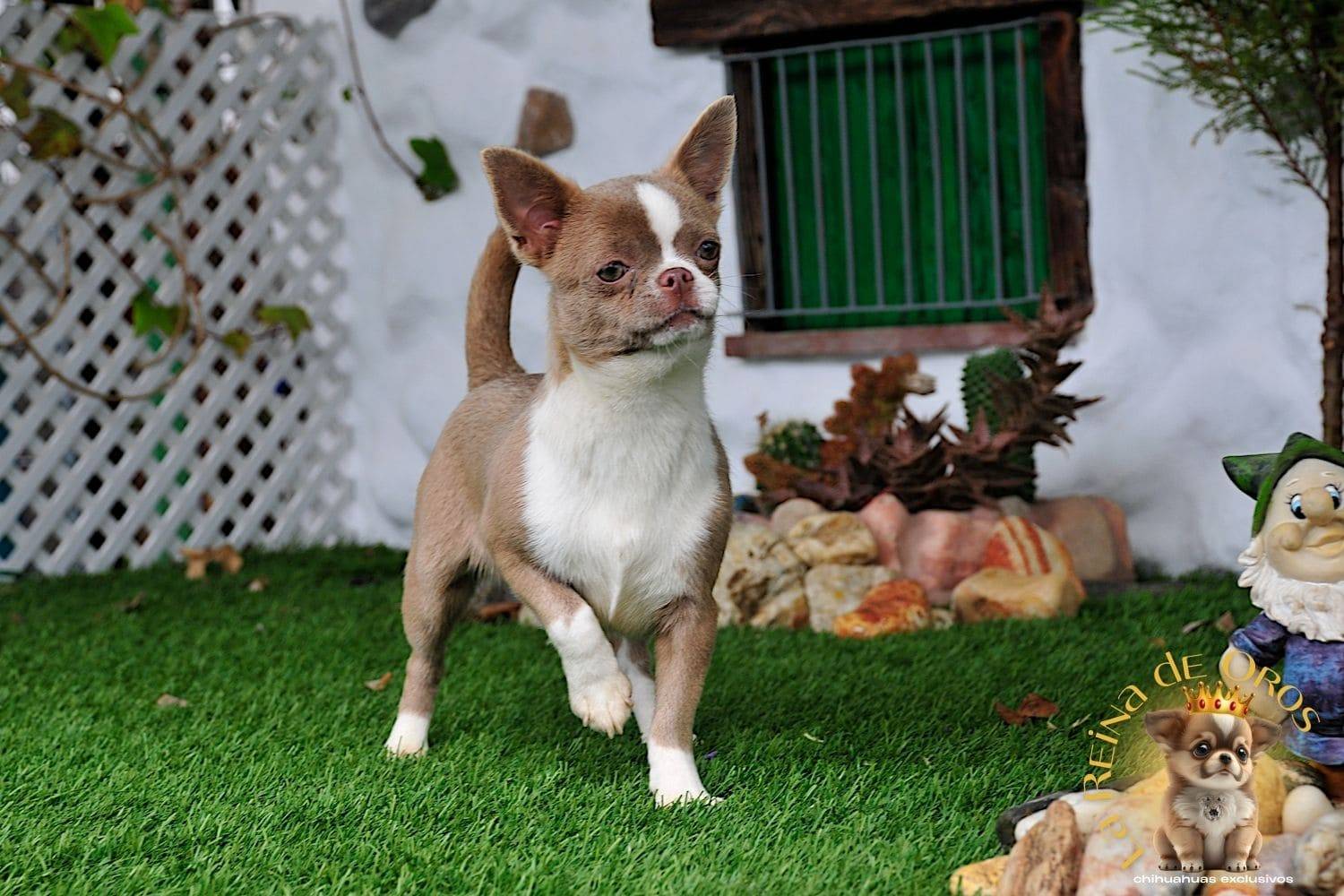 Nuestros Chihuahuas Adultos: Machos y Hembras del Criadero⭐ 8 hembra-chihuahua-lia-I-de-la-reina-de-oros