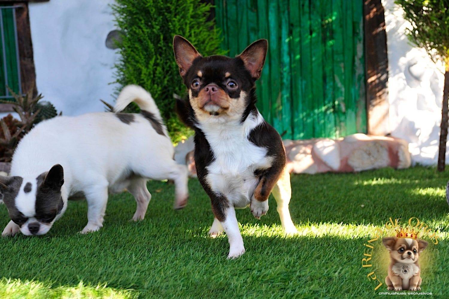 Nuestros Chihuahuas Adultos: Machos y Hembras del Criadero⭐ 19 hembra-chihuahua-adulta-chuika-joker-de-can-la-reina-de-oros