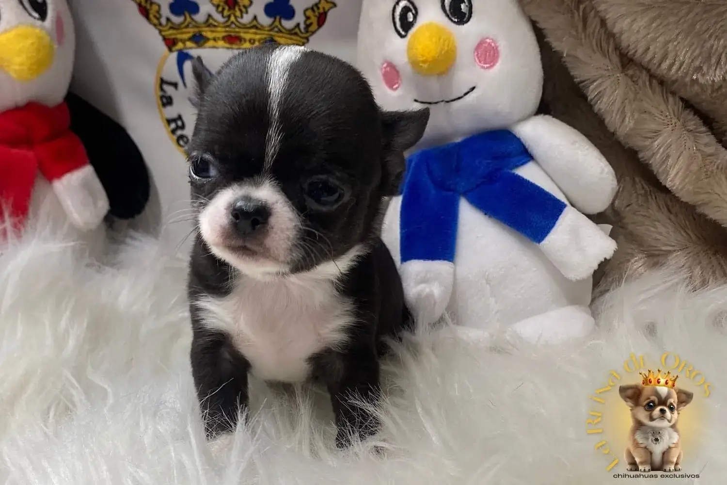 comprar chihuahua toy