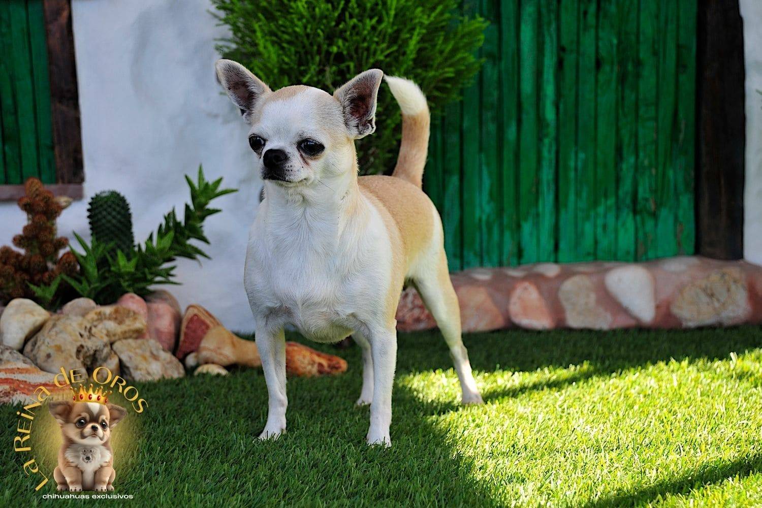 Hembra Chihuahua Adulta Holly Samedino 14 hembra-chihuahua-adulta-holly-samedino