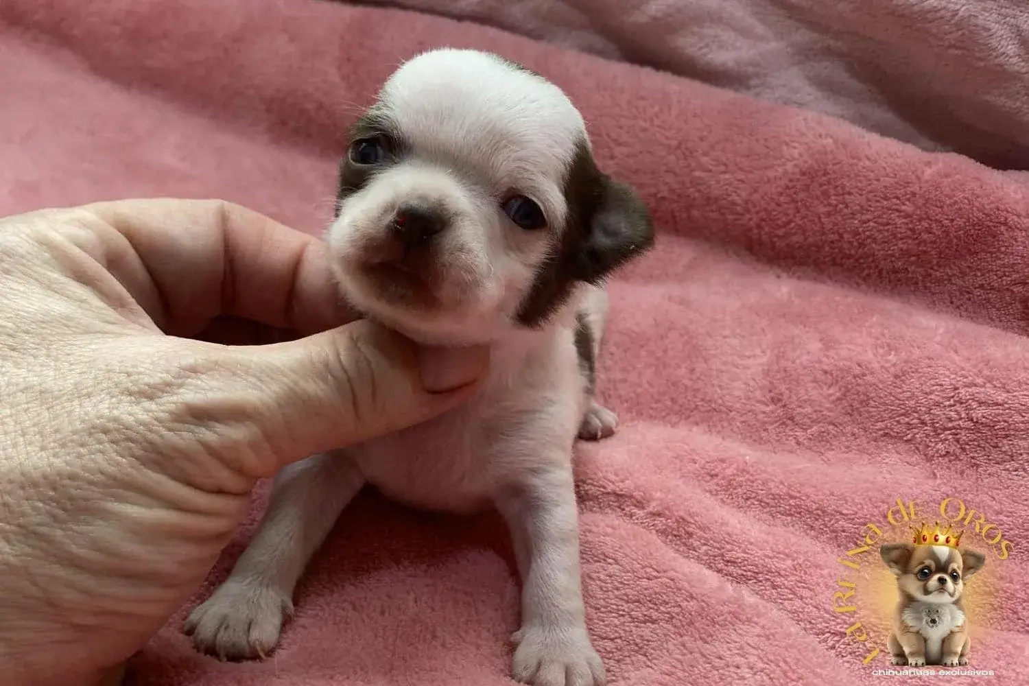 Cachorro Chihuahua Jazmin de La Reina de Oros 8 cachorro-chihuahua-jazmin-hembra-mini