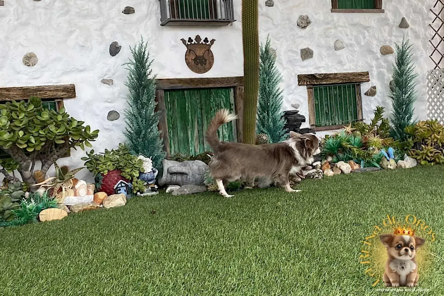 Hembras Chihuahua 23 hembra-chihuahua-adulta-Elin-Land-Eden-Of-Flowers-criadero-chihuahuas