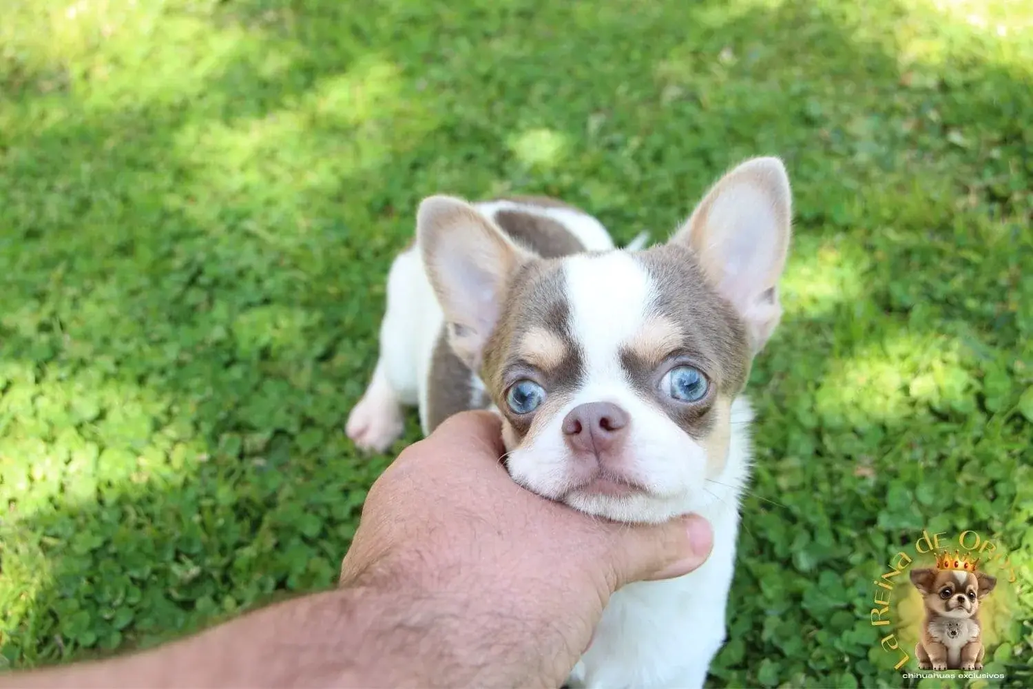 cachorro chihuahua olivier tricolor