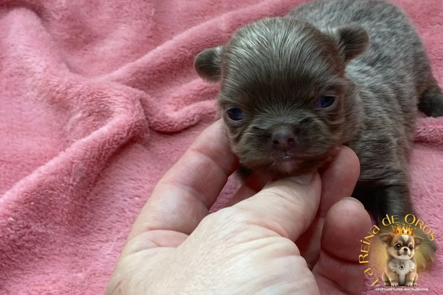 Cachorro Chihuahua Pluto de La Reina de Oros 7 cachorro-chihuahua-pluto-en-venta