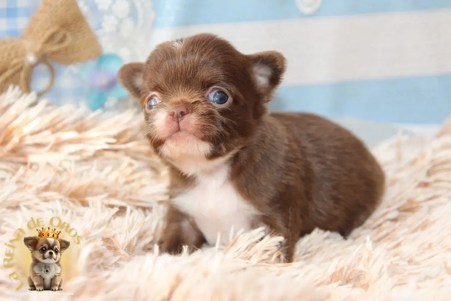 chihuahua pelo largo chocolate