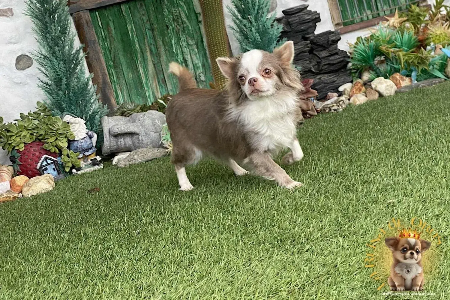 Hembras Chihuahua 22 hembra-chihuahua-adulta-color-lilac-blanco-linea-rusa