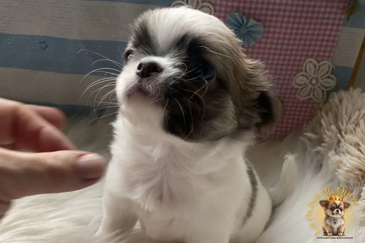 cachorro chihuahua de nucleo zoologico de prestigio