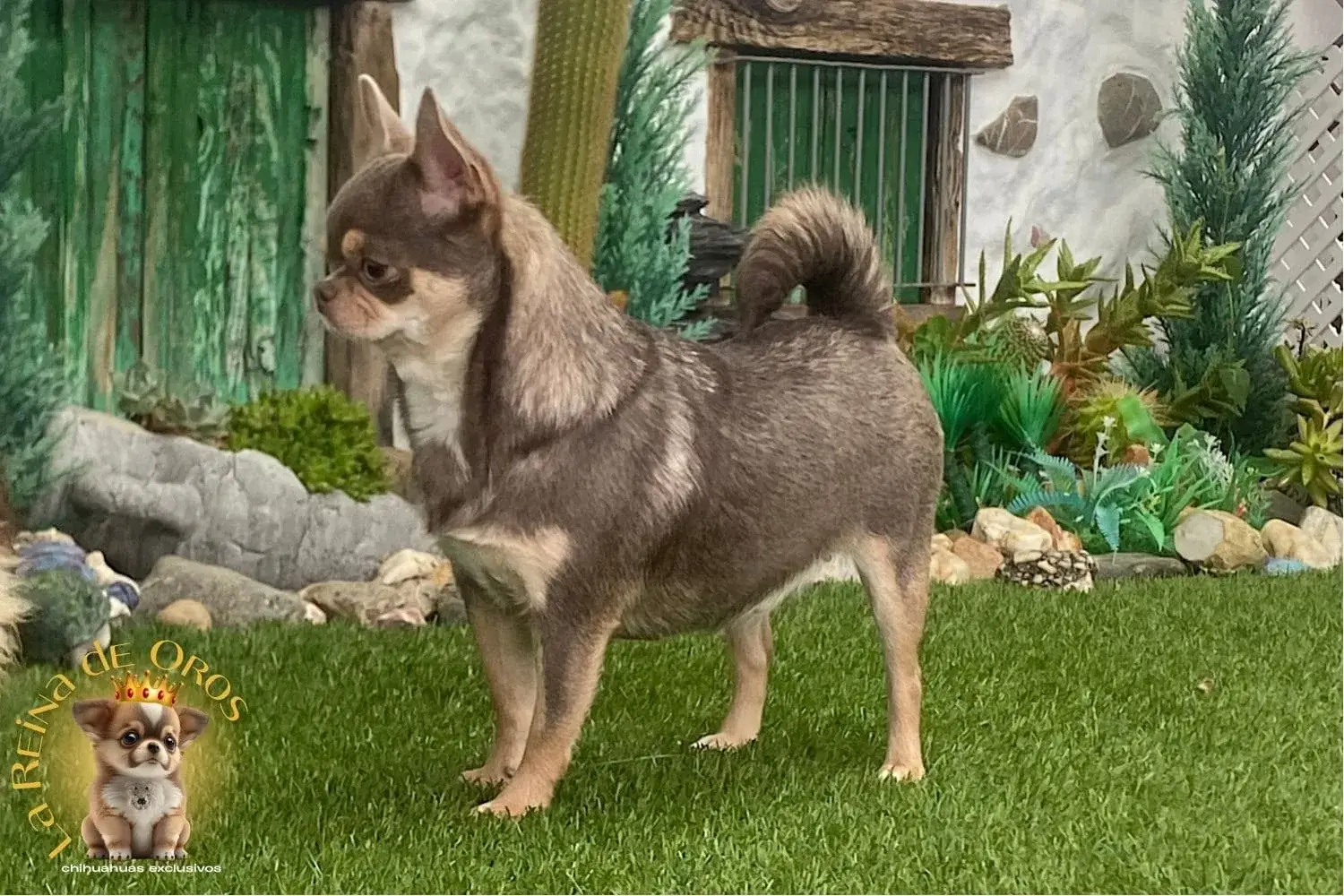 Hembra Chihuahua Adulta Tricolor Lila Sunshine 5 hembra chihuahua adulta tricolor lila