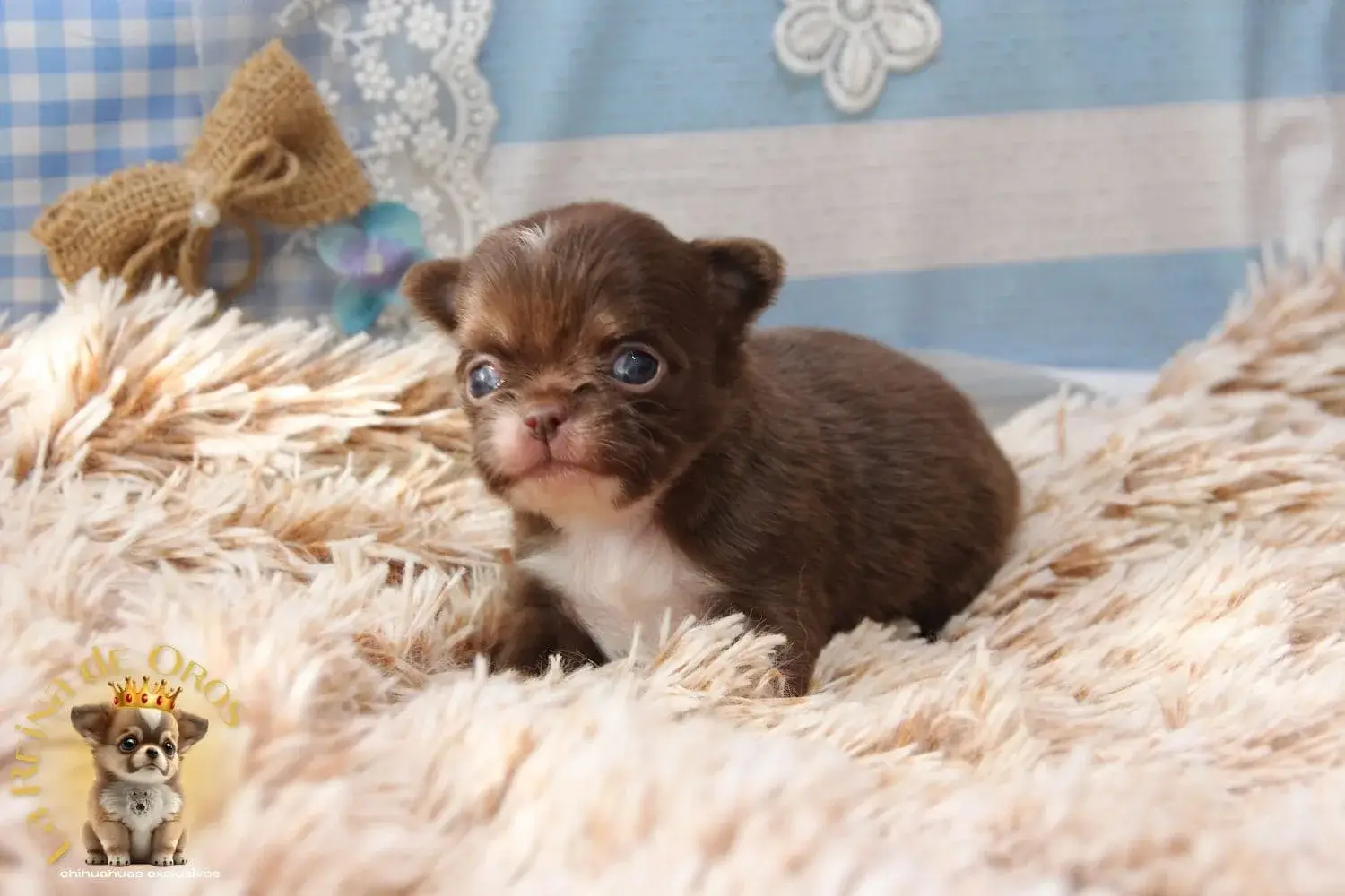 cachorro chihuahua criadero