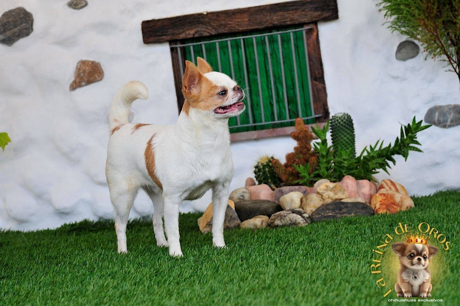 Hembra Chihuahua Adulta Perky end Kyurias Iz Tvoy Metchy 13 hembra-chihuahua-adulta-perki-endkiurias-iz tvoey-mechty-de-morro-corto