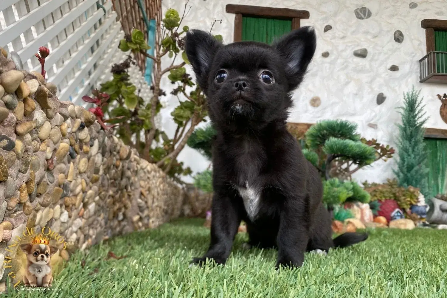 cachorro chihuahua esponjita la reina de oros
