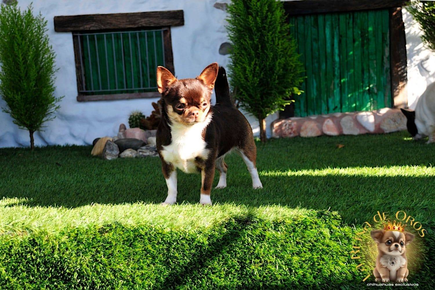 Hembra Chihuahua Adulta Chuika Joker de Can – Color Chocolate Tricolor 5 hembra-chihuahua-adulta-chuika-joker-de-can