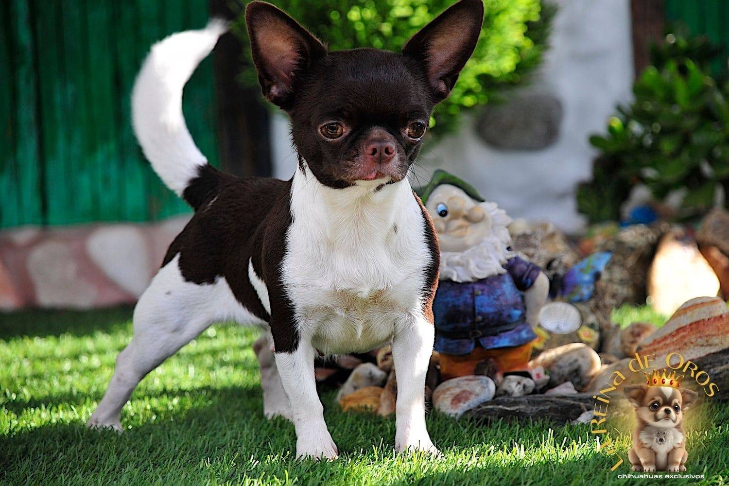 Hembra Chihuahua Adulta Shah Little Puppy Infiniti 10 hembra chihuahua adulta shah Litte puppy infiniti