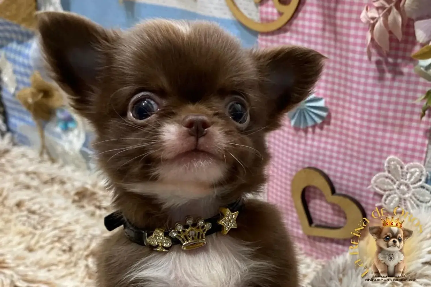 cachorro chihuahua chocolate bruno