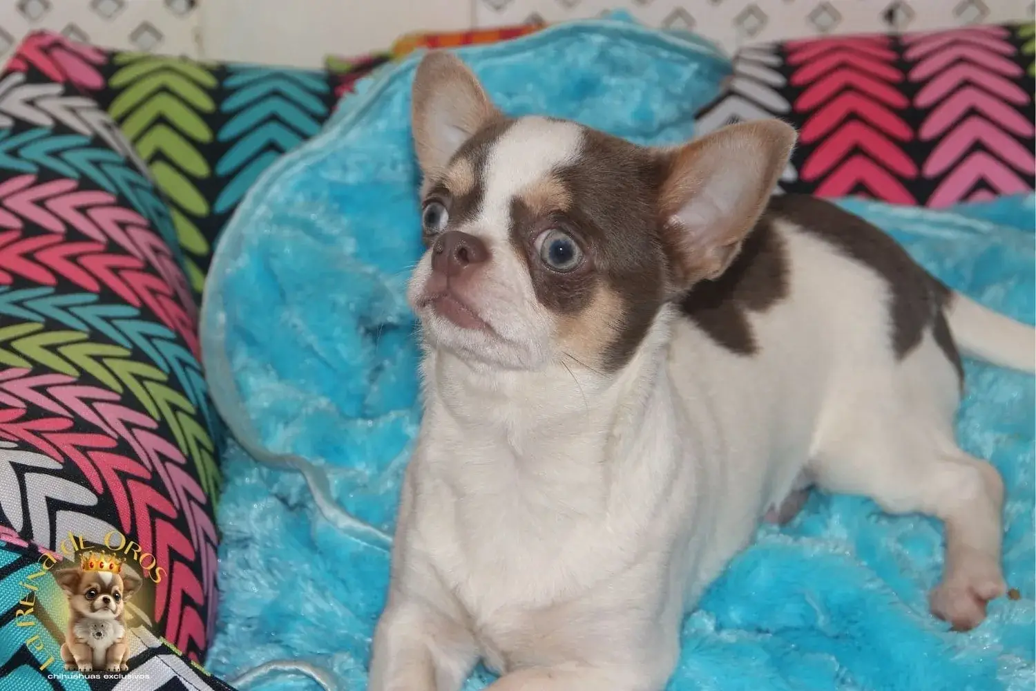 cachorro chihuahua disponible