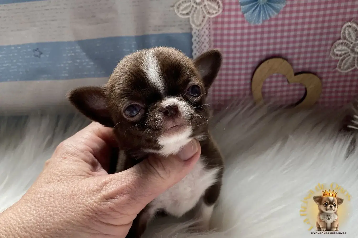 cachorro chihuahua de nucleo zoologico autorizado