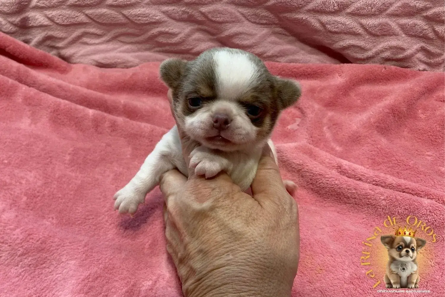 Cachorro Chihuahua Lamine de La Reina de Oros 7 cachorro-chihuahua-lamine