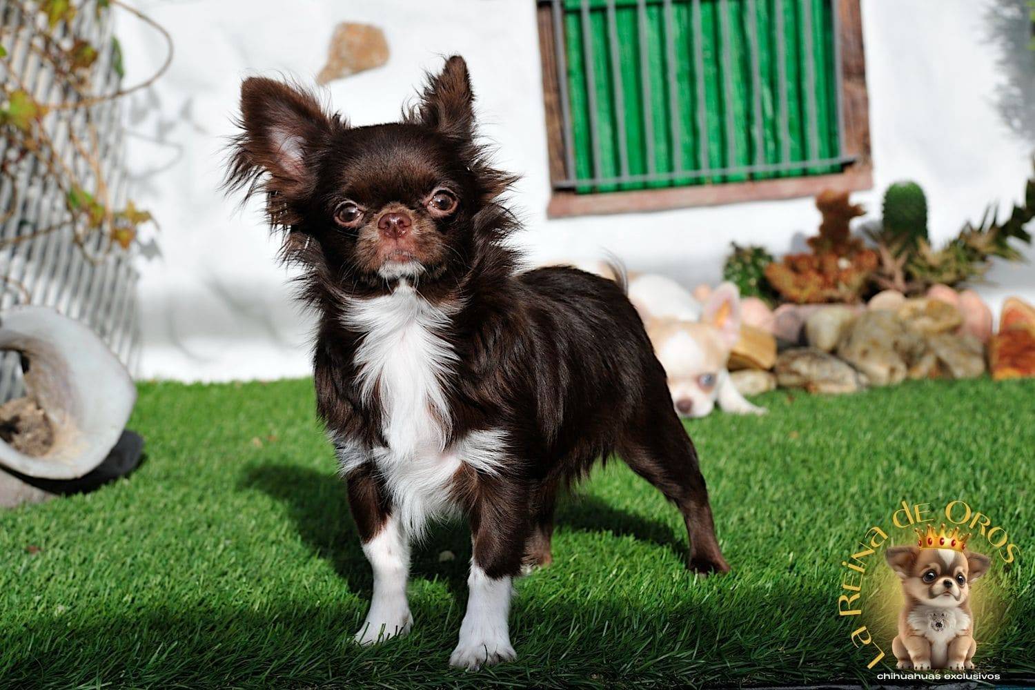 Hembra Chihuahua Adulta Astra Vitus Buklya – Color Chocolate, Pelo Largo. 12 hembra-chihuahua-adulta-astra-vitus-buklya-pelo-largo