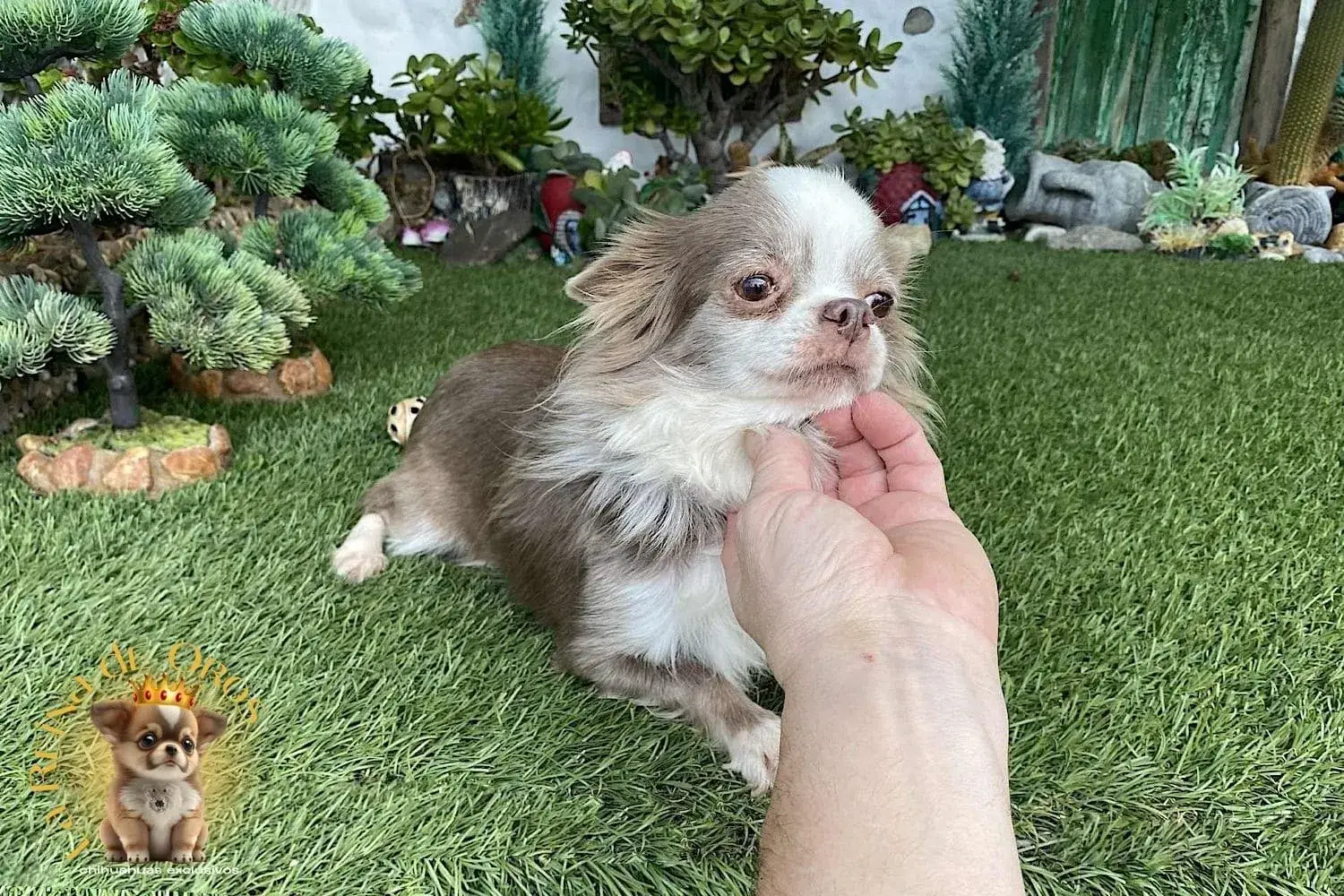 Hembras Chihuahua 20 hembra-chihuahua-adulta-Elin-Land-Eden-Of-Flowers-lilac-blanco