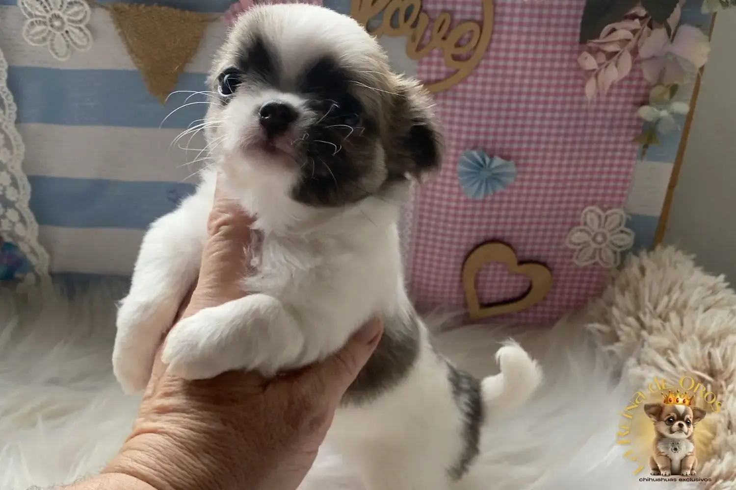 cachorro chihuahua blanco azul faw