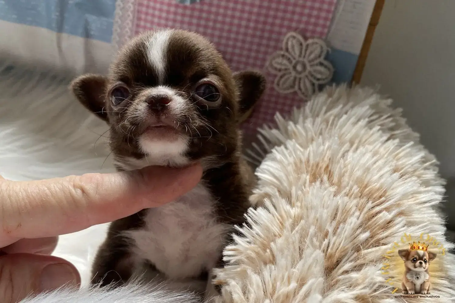 chihuahua miniatura