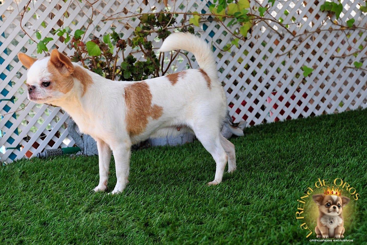 Hembra Chihuahua Adulta Perky end Kyurias Iz Tvoy Metchy 6 hembra-chihuahua-adulta-perki-endkiurias-iz tvoey-mechty-linea-rusa