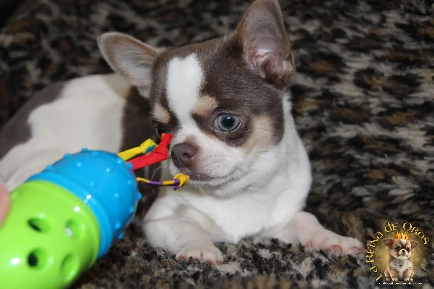 cachorro chihuahua olivier de la reina de oros