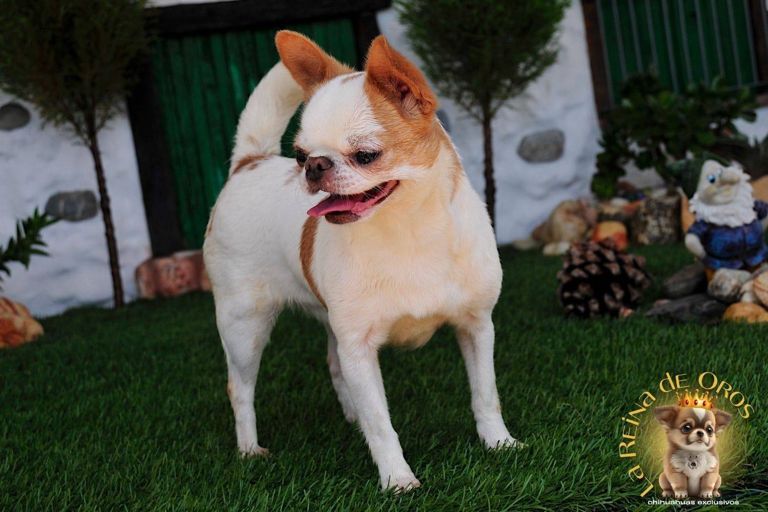 Hembra Chihuahua Adulta Perky end Kyurias Iz Tvoy Metchy 16 hembra-chihuahua-adulta-perki-endkiurias-iz tvoey-mechty-la-reina-de-oros